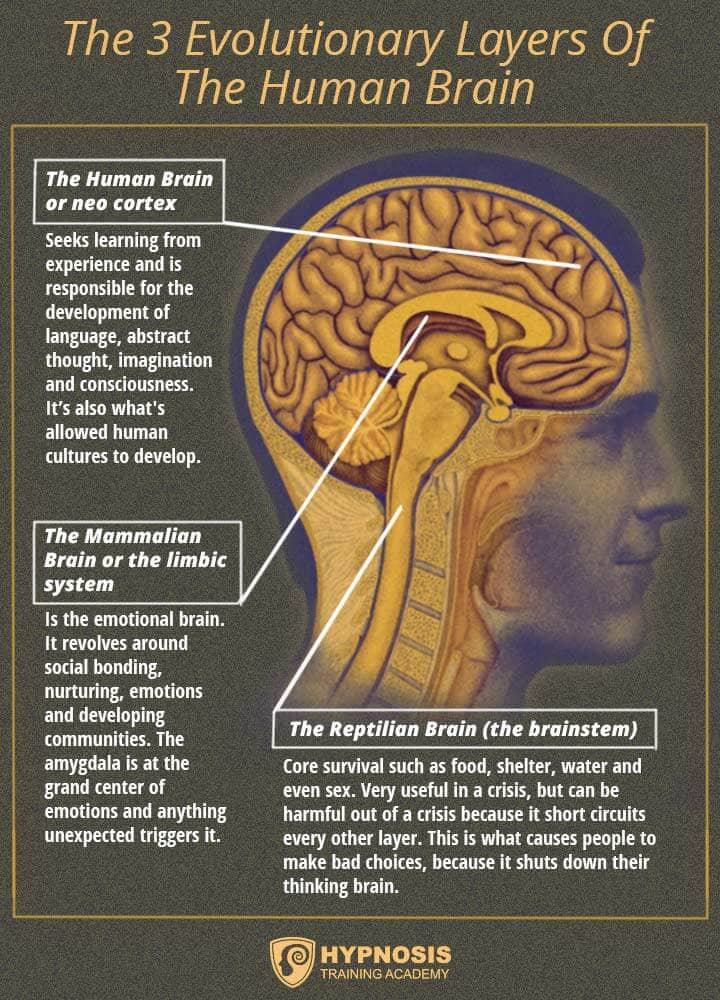 3 evolutionary layers human brain