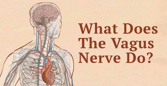 what does the vagus nerve do