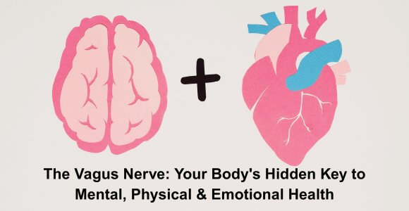 The Vagus Nerve: Your Body's Hidden Key to Mental, Physical & Emotional Health
